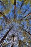 Foret_et_ciel_bleu