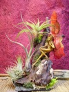 Boissellerie_tillandsias_hananabois